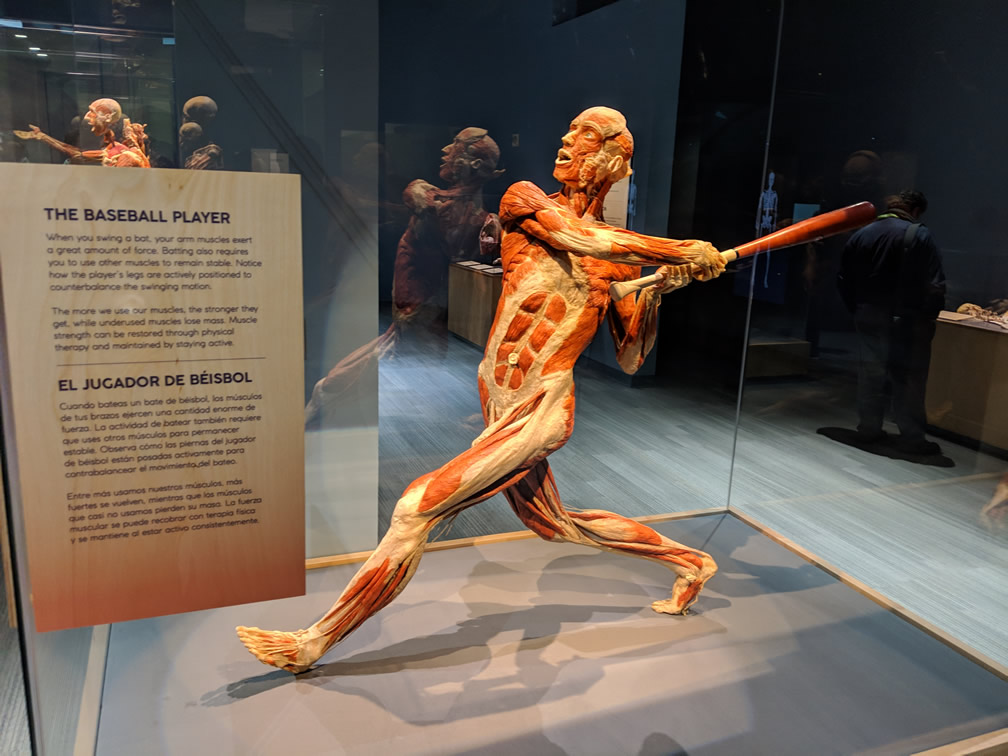 SaaStr Nights party at San Jose Tech Museum featuring Body Worlds exhibit 